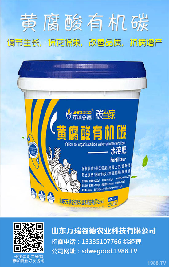 小白菜什么時(shí)候種植?小白菜高產(chǎn)種植技術(shù)