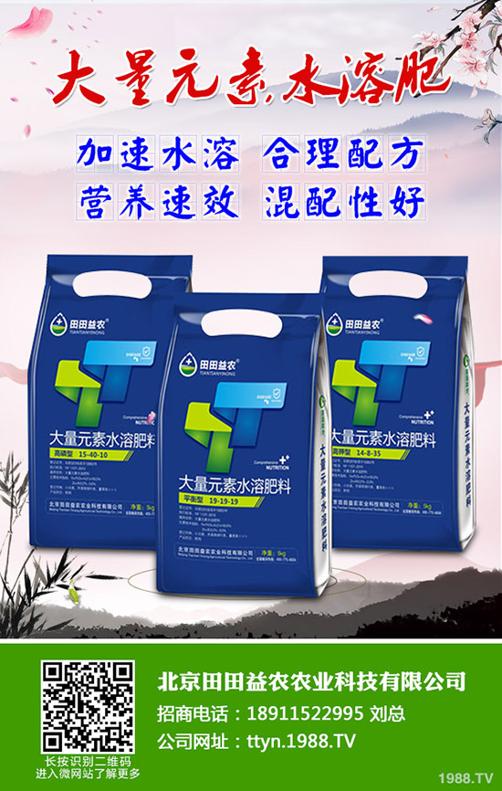 向日葵怎么種，向日葵高產(chǎn)管理技術(shù)有哪些？