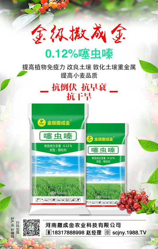 菠菜營養(yǎng)豐富，想豐收，菠菜施肥很重要