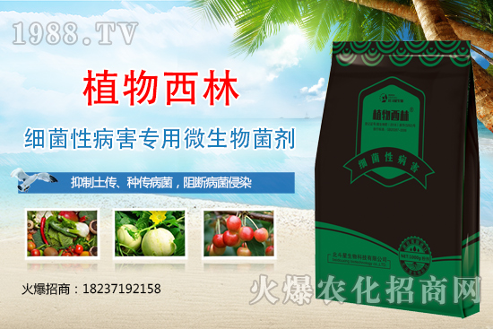 辣椒炭疽病癥狀是什么?辣椒炭疽病發(fā)生原因及防治