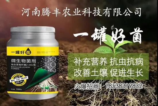 葛根種植幾年可以賣，高產(chǎn)葛根種植方法！