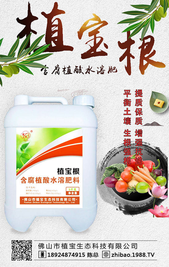 早春大棚西葫蘆什么時間種？西葫蘆定植后管理要點(diǎn)！