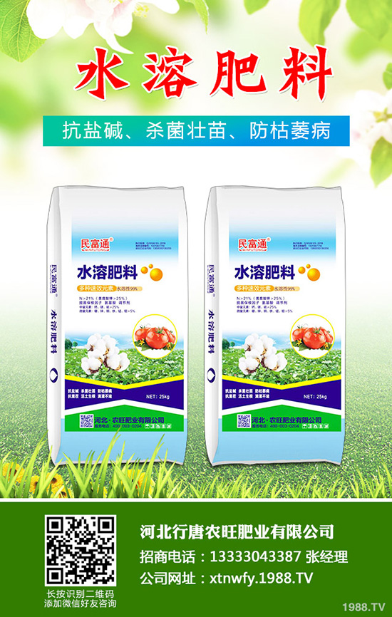 香菜如何種植香味濃產(chǎn)量高？韓國(guó)大棵香菜栽培技術(shù)！