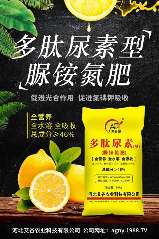 四季豆種植要點，四季豆育苗技術(shù)及苗期管理