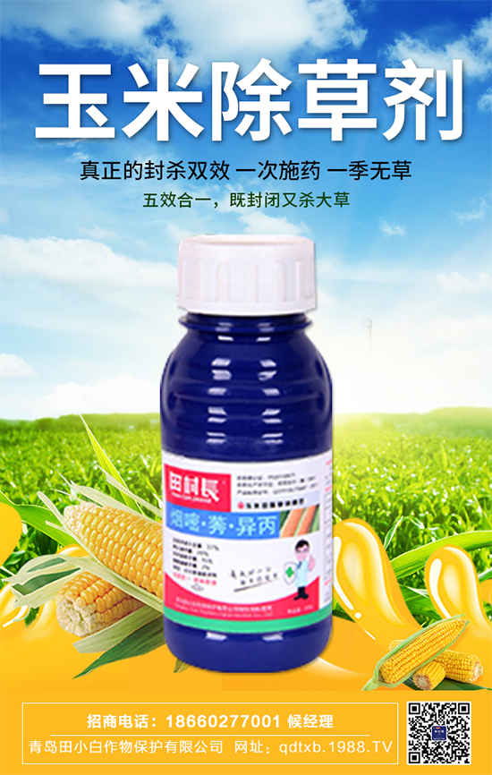 玉米種子拌種有什么作用？玉米苗期管理要點(diǎn)！