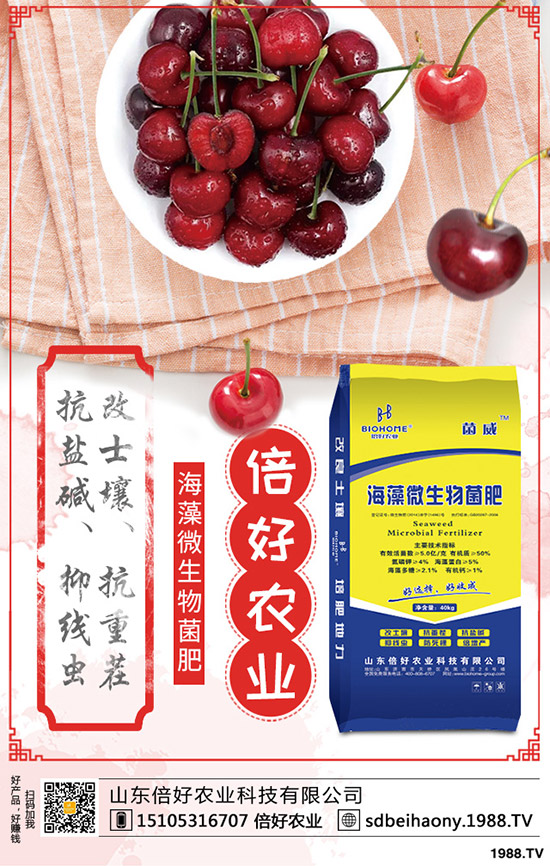     棉花的生長周期多少天？棉花生長各個時期的表現(xiàn)有哪些？