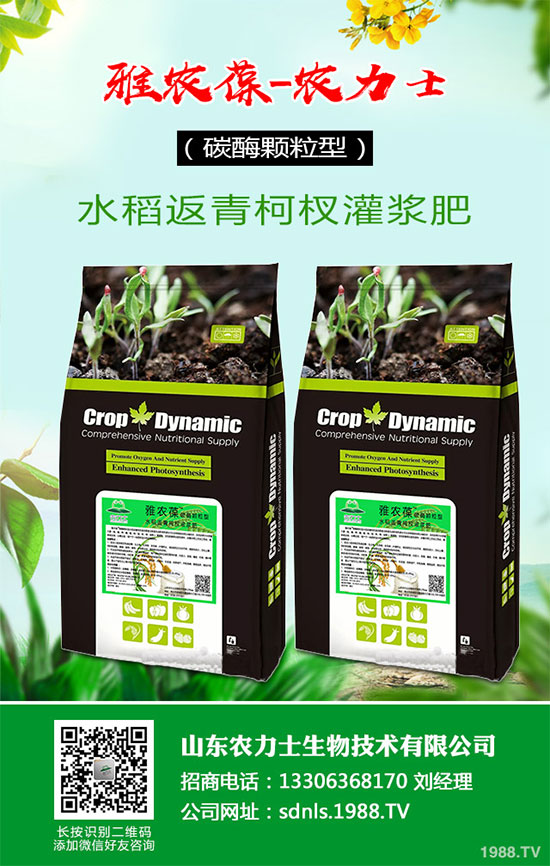 1馬鈴薯該如何切塊種植？馬鈴薯切塊種植技術(shù)及注意事項(xiàng)