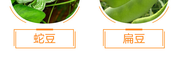 豆角專用豆?jié)M架-麗美澤-中農恒大_10