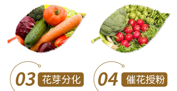 中藥材營養(yǎng)快補(bǔ)-含腐植酸水溶肥-北美農(nóng)大_06