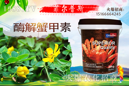 龍葵怎么種植？龍葵種植技術要點！