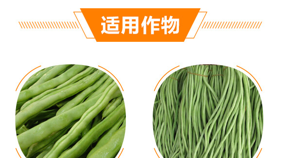 豆角專用豆?jié)M架-麗美澤-中農恒大_08