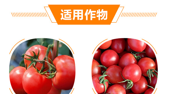 番茄專用紅滿架-麗美澤-中農(nóng)恒大_08