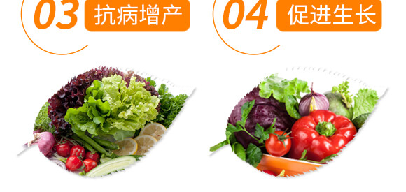 豆角專用豆?jié)M架-麗美澤-中農恒大_07