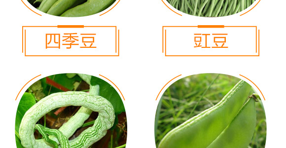 豆角專用豆?jié)M架-麗美澤-中農恒大_09