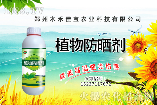 香樟樹種植栽培要點(diǎn)有哪些,香樟樹移栽方法!