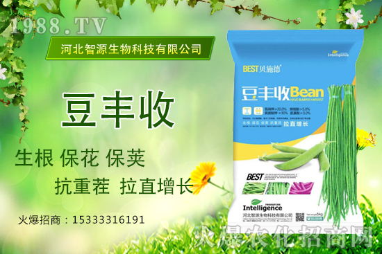 用了“豆豐收”，豆角拉直增長產(chǎn)量高？豆豐收有什么優(yōu)勢？