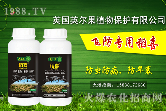 警惕！水稻早衰現(xiàn)象危害大！水稻早衰是什么原因，該怎么防治？