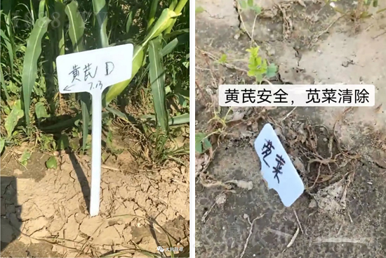 芪兵2號(hào)隆重上市！多年打造，可除莧菜的黃芪除草劑，除草更廣，更全面！