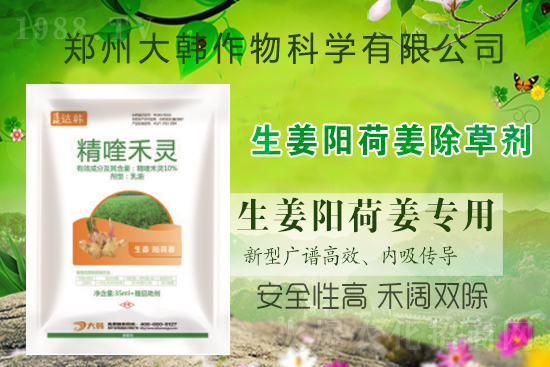 大姜陽(yáng)荷姜怎么除草，姜地打什么除草劑，大姜陽(yáng)荷姜除草方法及注意事項(xiàng)