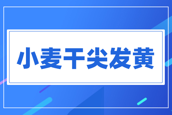 小麥干尖發(fā)黃