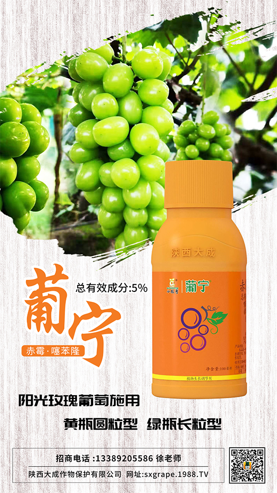 葡萄如何保果座果，減少大小粒？這些管理相當(dāng)重要！