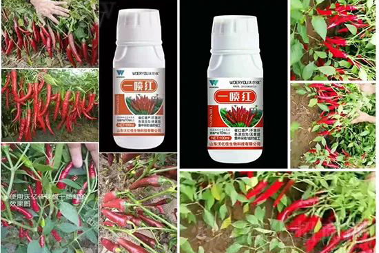 ���t�����95%���߼t�����~�����뷭�׷�����������һ���t��