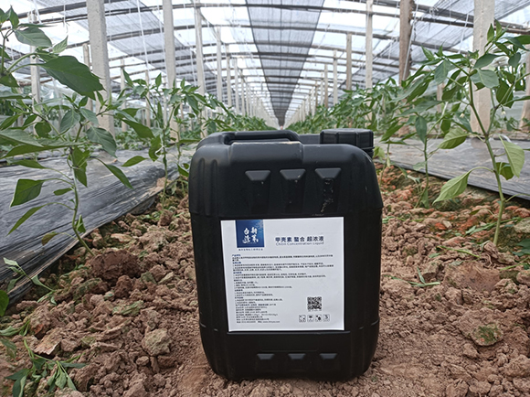 桶裝甲殼素螯合超濃液-臺灣新芽2