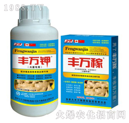 大姜專用液肥-抗病膨塊營(yíng)養(yǎng)增產(chǎn)化控劑-豐萬稼