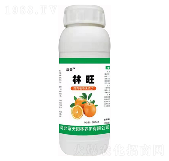 ���� ����