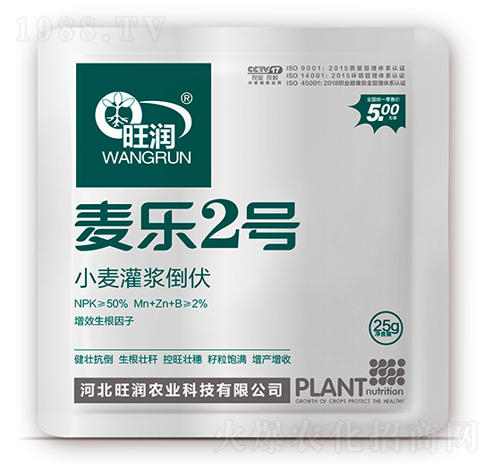 小麥灌漿倒伏-麥樂(lè)2號(hào)-旺潤(rùn)農(nóng)業(yè)