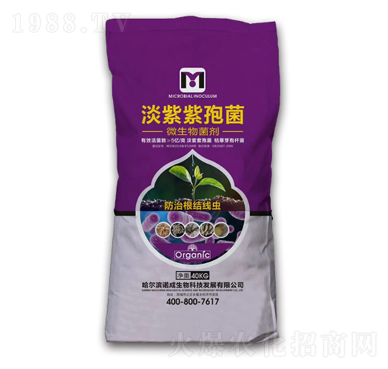 淡紫紫孢菌-魯農(nóng)集團