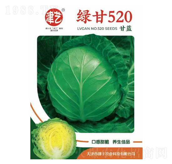 甘藍種子-綠甘520-邯豐農業(yè)