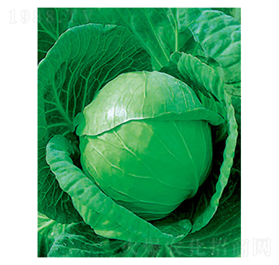 中甘十一甘藍種子-太樂種業(yè)