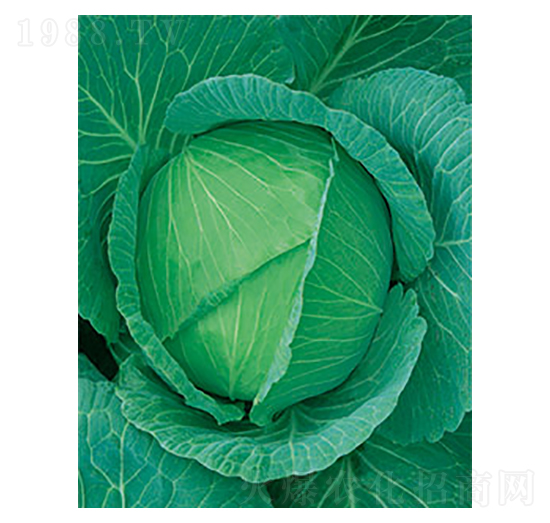 京豐一號(hào)甘藍(lán)-太樂種業(yè)