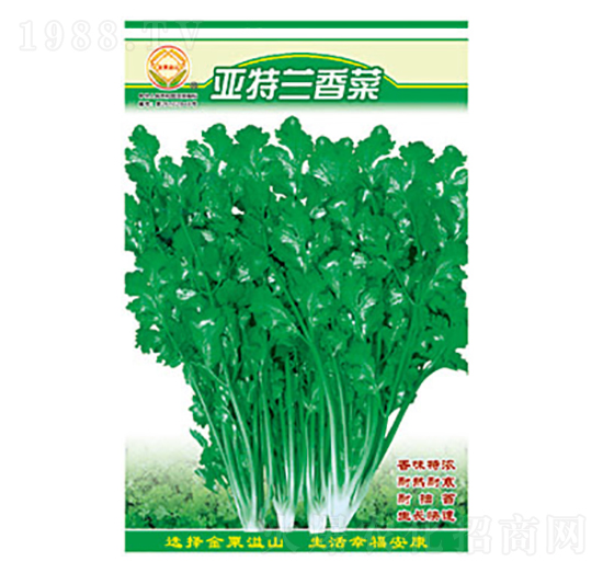 香菜種子-特蘭香菜-太樂種業(yè)