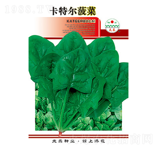菠菜種子-卡特爾菠菜-太樂種業(yè)