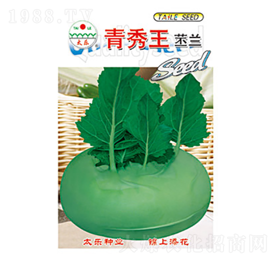 苤蘭種子-青秀王苤蘭-太樂種業(yè)