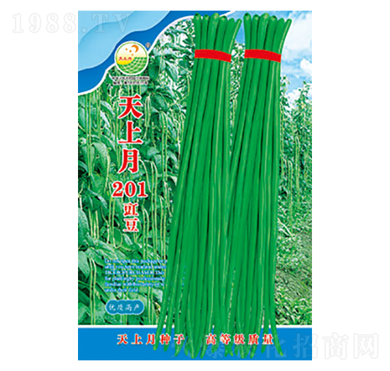 豇豆種子-天上月201-太樂種業(yè)