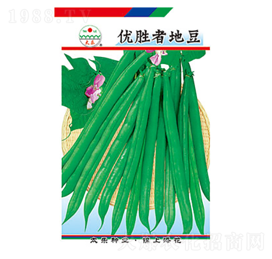 豇豆種子-優(yōu)勝者地豆-太樂(lè)種業(yè)
