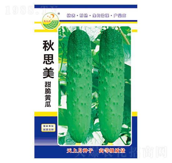 黃瓜種子-秋思美-太樂(lè)種業(yè)