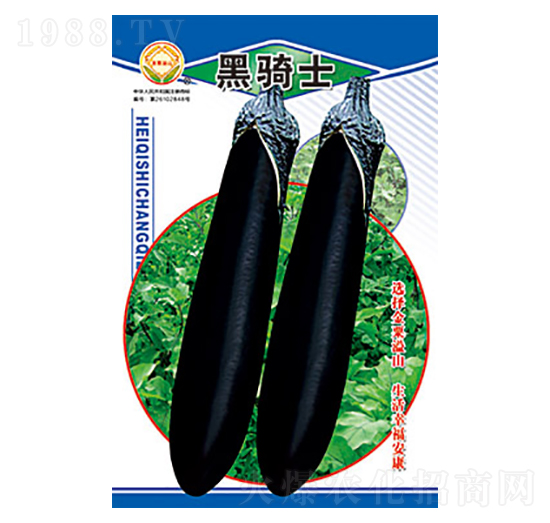 茄子種子-黑騎士-太樂種業(yè)