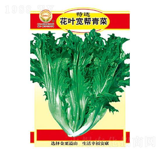 青菜種子-特選花葉寬幫青菜-太樂種業(yè)