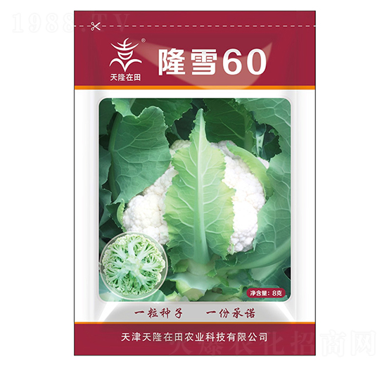 隆雪60-天隆在田-天隆農業(yè)