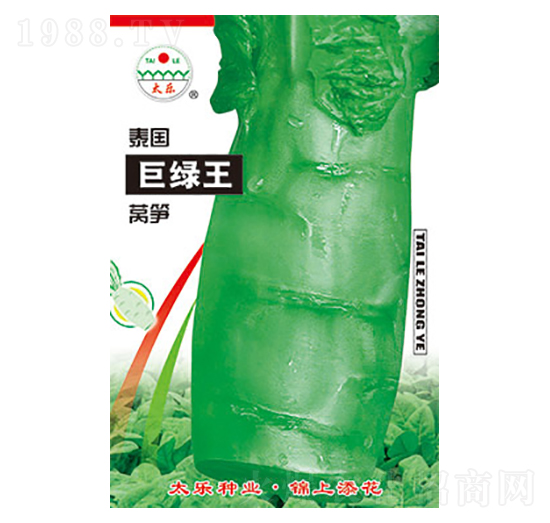 萵筍種子-泰國巨綠王-太樂種業(yè)