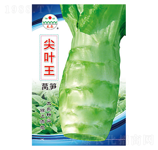 萵筍種子-尖葉王-太樂(lè)種業(yè)