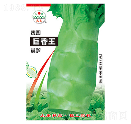 萵筍種子-泰國巨香王-太樂種業(yè)