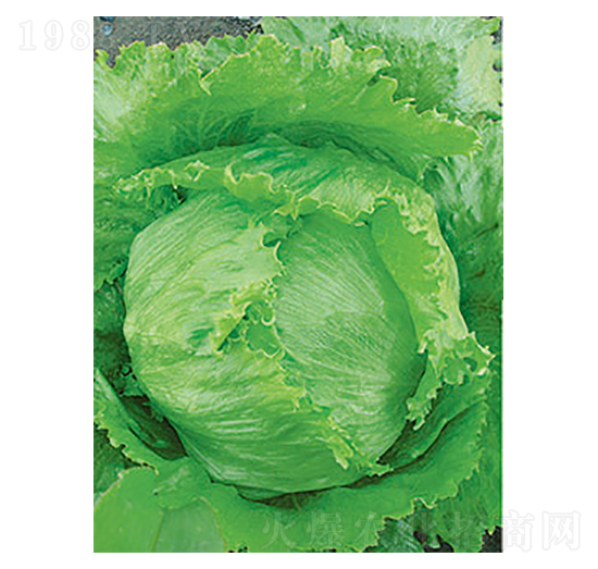 生菜種子-太樂種業(yè)