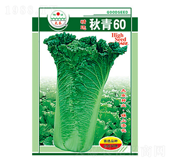 白菜種子-秋青60-太樂種業(yè)