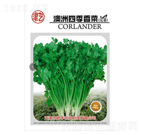 香菜種子-澳洲四季香菜-邯豐農(nóng)業(yè)