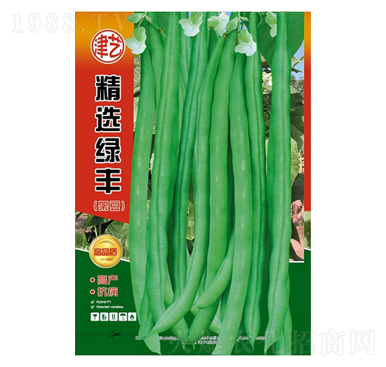 豆角種子-精選綠豐-邯豐農(nóng)業(yè)